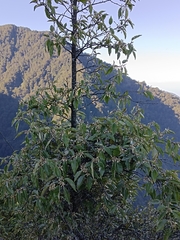 Elaeagnus thunbergii
