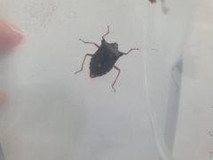 Pentatoma rufipes