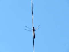Orthemis ferruginea