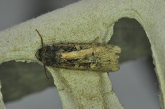 Actebia fennica