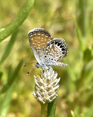 Brephidium exilis exilis