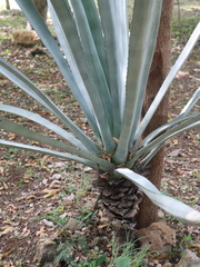 Agave