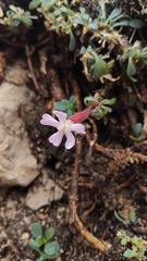 Saponaria sicula