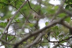 Chrysuronia versicolor