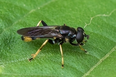 Xylota sylvarum