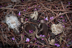 Dissingia leucomelaena