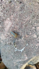 Stenomacra marginella