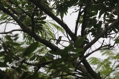 Chrysuronia versicolor