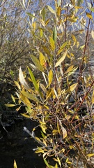 Salix lasiandra