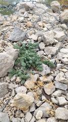 Odontarrhena nebrodensis