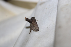 Paectes abrostoloides