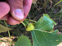 Pemphigus populicaulis