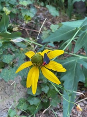 Ctenucha rubroscapus