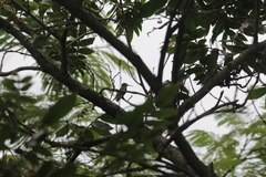 Chrysuronia versicolor