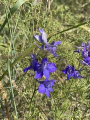 Delphinium ajacis