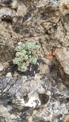 Sedum dasyphyllum