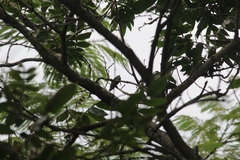 Chrysuronia versicolor