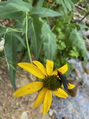 Ctenucha rubroscapus