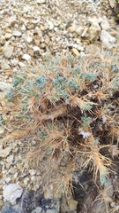 Astragalus nebrodensis