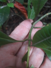 Palicourea violacea