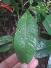 Palicourea violacea