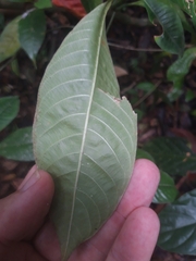 Palicourea violacea