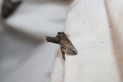 Paectes abrostoloides