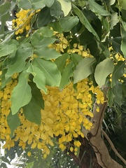 Cassia fistula