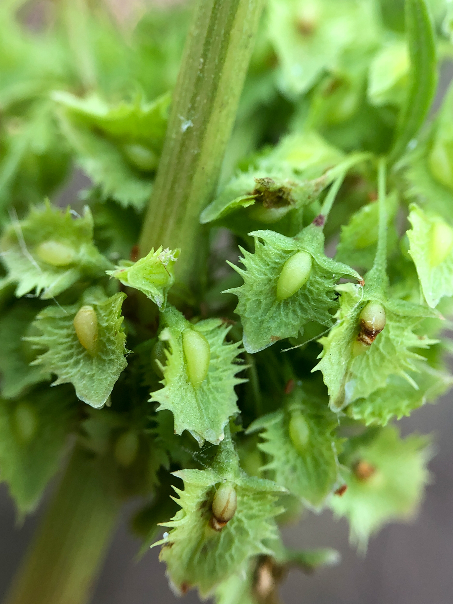 Rumex stenophyllus