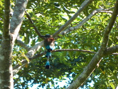 Eumomota superciliosa