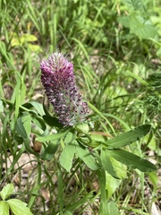 Trifolium rubens
