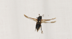 Nicrophorus orbicollis
