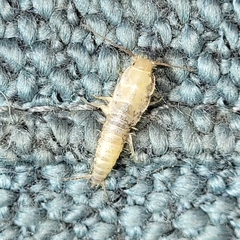 Ctenolepisma longicaudatum