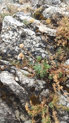 Anthemis punctata cupaniana
