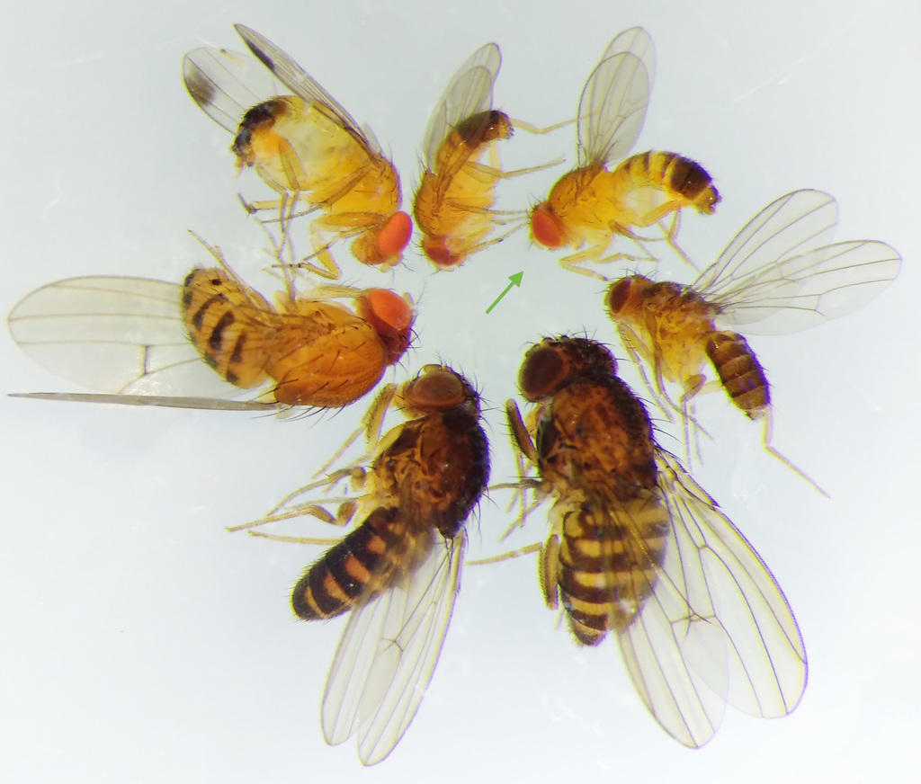 Common fruit fly (Drosophila melanogaster)
