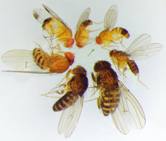 Drosophila simulans