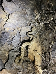 Crotalus molossus
