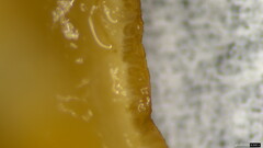 Trichoderma peltatum