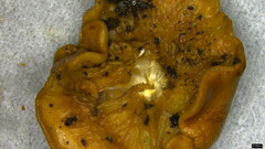 Trichoderma peltatum