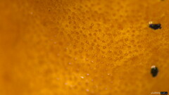 Trichoderma peltatum