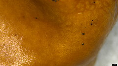 Trichoderma peltatum