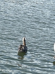 Pelecanus occidentalis