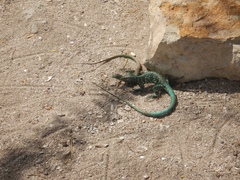 Cnemidophorus arubensis