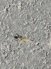 Conocephalus saltans