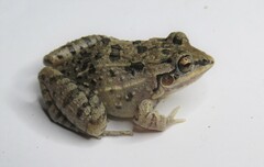 Leptodactylus fuscus