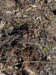 Sempervivum globiferum