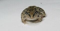 Leptodactylus fuscus