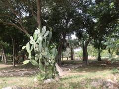 Opuntia