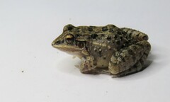 Leptodactylus fuscus