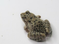 Leptodactylus fuscus